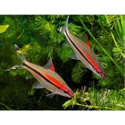 BRZANKA DENISONA - Sahyadria denisonii
