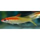 BRZANKA DENISONA GOLD - Sahyadria denisonii