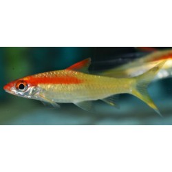BRZANKA DENISONA GOLD - Sahyadria denisonii