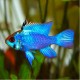 PIELĘGNICZKA RAMIREZA ELECTRIC BLUE - Mikrogeophagus ramirezi