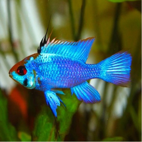 PIELĘGNICZKA RAMIREZA ELECTRIC BLUE - Mikrogeophagus ramirezi