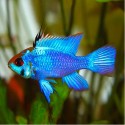 PIELĘGNICZKA RAMIREZA ELECTRIC BLUE - Mikrogeophagus ramirezi