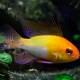 PIELĘGNICZKA RAMIREZA GOLDEN RAM - Mikrogeophagus ramirezi