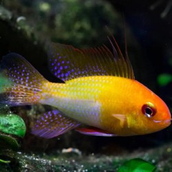 PIELĘGNICZKA RAMIREZA GOLDEN RAM - Mikrogeophagus ramirezi