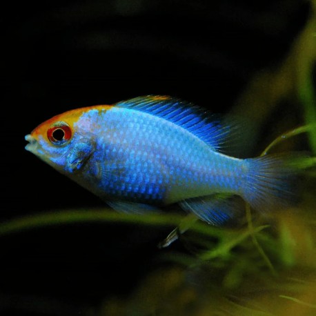 PIELĘGNICZKA RAMIREZA BLUE RAM - Mikrogeophagus ramirezi