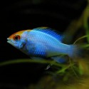 PIELĘGNICZKA RAMIREZA BLUE RAM - Mikrogeophagus ramirezi