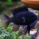 PIELĘGNICZKA RAMIREZA MIDNIGHT BLACK RAM - Mikrogeophagus ramirezi