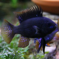 PIELĘGNICZKA RAMIREZA MIDNIGHT BLACK RAM - Mikrogeophagus ramirezi