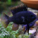 PIELĘGNICZKA RAMIREZA MIDNIGHT BLACK RAM - Mikrogeophagus ramirezi