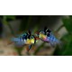 PIELĘGNICZKA RAMIREZA BUTTERFLY - Mikrogeophagus ramirezi