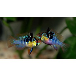 PIELĘGNICZKA RAMIREZA BUTTERFLY - Mikrogeophagus ramirezi