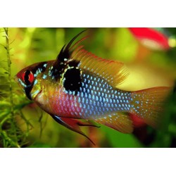 PIELĘGNICZKA RAMIREZA GERMAN BLUE - Mikrogeophagus ramirezi