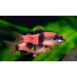 BRZANKA PRĘGOWANA - Haludaria fasciata