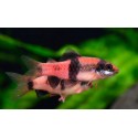 BRZANKA PRĘGOWANA - Haludaria fasciata