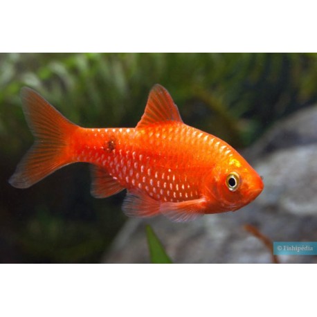 BRZANKA RÓŻOWA - Pethia conchonius