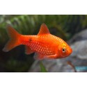 BRZANKA RÓŻOWA - Pethia conchonius
