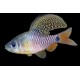 BRZANKA ŻAGLOPŁETWA - Oreichthys crenuchoides