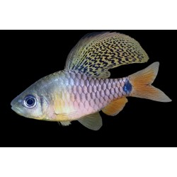 BRZANKA ŻAGLOPŁETWA - Oreichthys crenuchoides