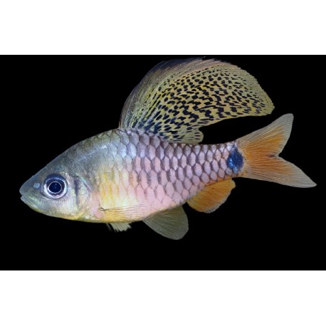 BRZANKA ŻAGLOPŁETWA - Oreichthys crenuchoides