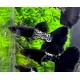 GUPIK PAWIE OCZKO BLACK METAL - Poecilia reticulata