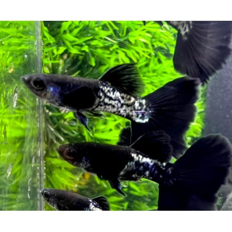 GUPIK PAWIE OCZKO BLACK METAL - Poecilia reticulata