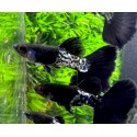 GUPIK PAWIE OCZKO BLACK METAL - Poecilia reticulata
