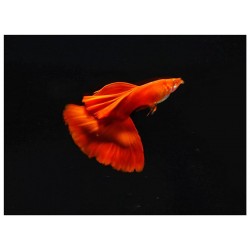 GUPIK PAWIE OCZKO RED GARNET - Poecilia reticulata