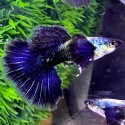 GUPIK PAWIE OCZKO PURPLE DRAGON - Poecilia reticulata