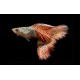 GUPIK PAWIE OCZKO RED LACE - Poecilia reticulata