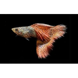 GUPIK PAWIE OCZKO RED LACE - Poecilia reticulata