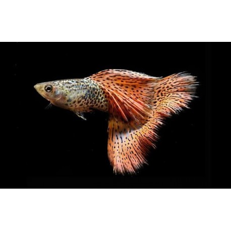 GUPIK PAWIE OCZKO RED LACE - Poecilia reticulata