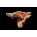 GUPIK PAWIE OCZKO RED LACE - Poecilia reticulata