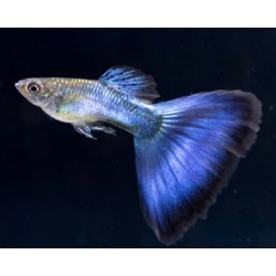 GUPIK PAWIE OCZKO JAPAN BLUE TAIL - Poecilia reticulata