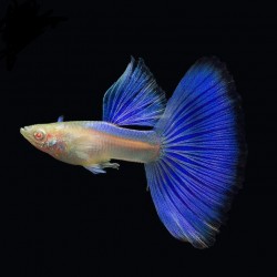 GUPIK PAWIE OCZKO ALBINO BLUE TOPAZ - Poecilia reticulata