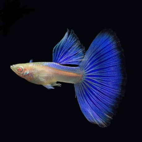 GUPIK PAWIE OCZKO ALBINO BLUE TOPAZ - Poecilia reticulata