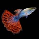 GUPIK PAWIE OCZKO SNAKE SKIN RED MOSAIC - Poecilia reticulata