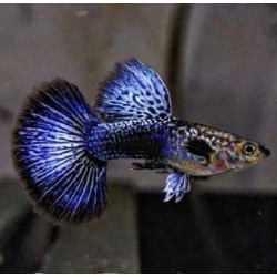GUPIK PAWIE OCZKO BLUE DRAGON - Poecilia reticulata