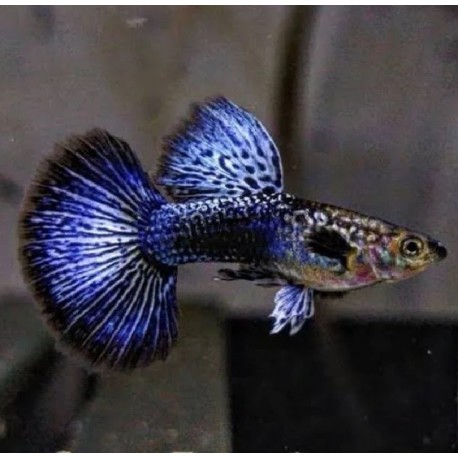 GUPIK PAWIE OCZKO BLUE DRAGON - Poecilia reticulata