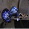 GUPIK PAWIE OCZKO BLUE DRAGON - Poecilia reticulata