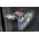 GUPIK PAWIE OCZKO SNAKE SKIN MULTICOLOR - Poecilia reticulata