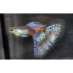 GUPIK PAWIE OCZKO SNAKE SKIN MULTICOLOR - Poecilia reticulata