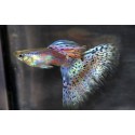 GUPIK PAWIE OCZKO SNAKE SKIN MULTICOLOR - Poecilia reticulata