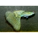GUPIK PAWIE OCZKO KING COBRA - Poecilia reticulata