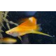 MIECZYK TUXEDO PINEAPPLE HI FIN - Xiphophorus helleri