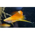 MIECZYK TUXEDO PINEAPPLE HI FIN - Xiphophorus helleri