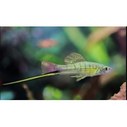 MIECZYK TUXEDO MONTEZUMA - Xiphophorus helleri