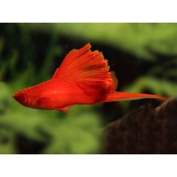 MIECZYK TUXEDO SIMSON - Xiphophorus helleri