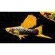 MIECZYK HAMBURG HI FIN - Xiphophorus helleri