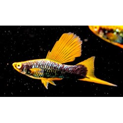 MIECZYK HAMBURG HI FIN - Xiphophorus helleri