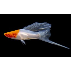 MIECZYK KOHAKU KOI - Xiphophorus helleri